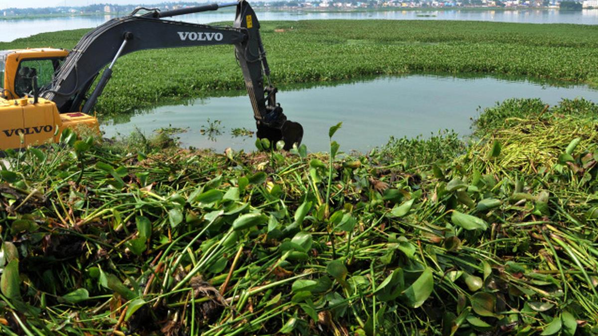 Efforts on to remove water hyacinth from Kurichi tank The Hindu