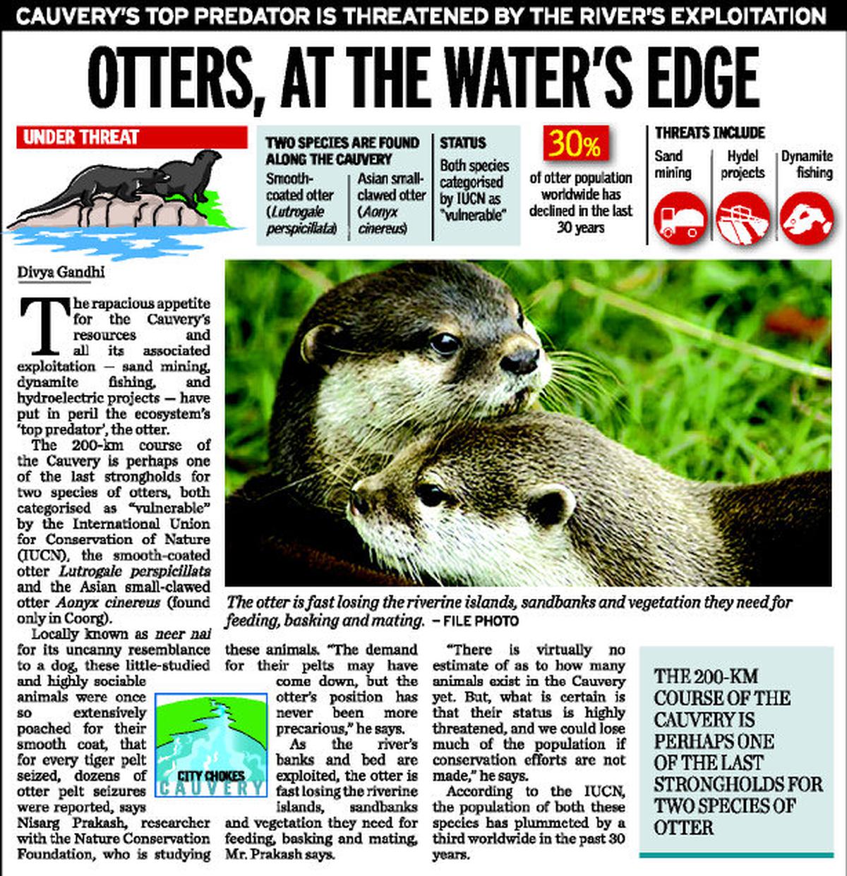 Otters, at the water's edge - The Hindu