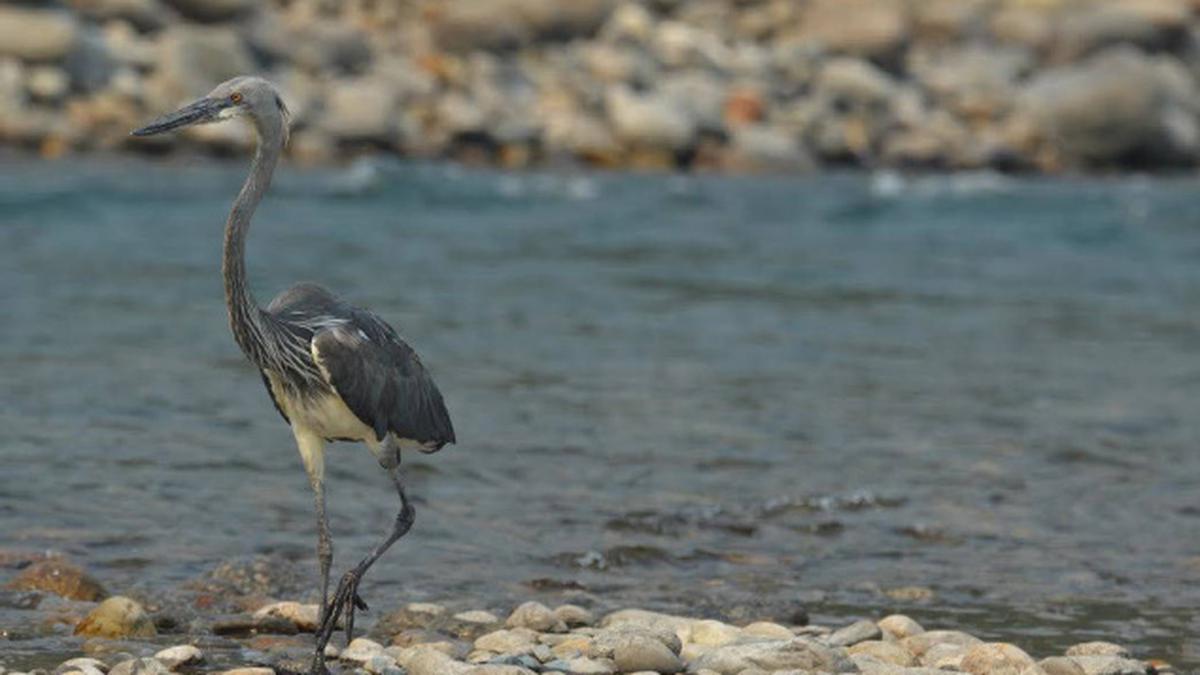 India's first nesting site of white-bellied heron found - The Hindu