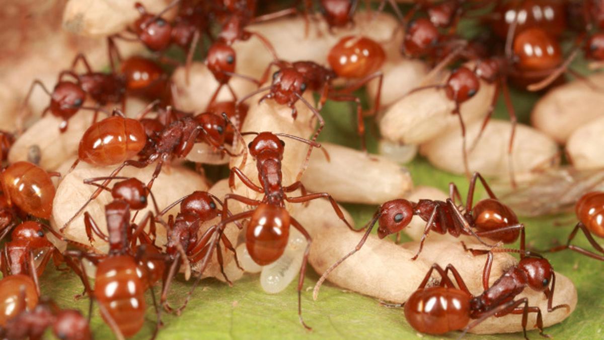 Into the big world of ants The Hindu