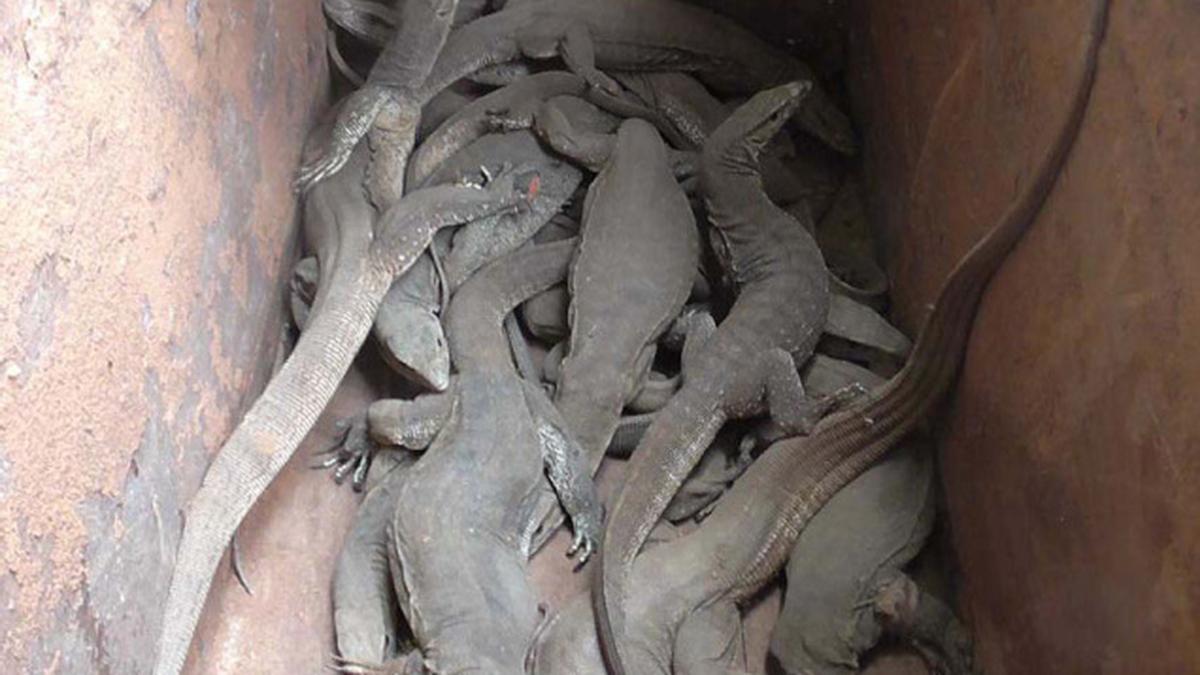 Man arrested on charge of poaching 27 monitor lizards The Hindu