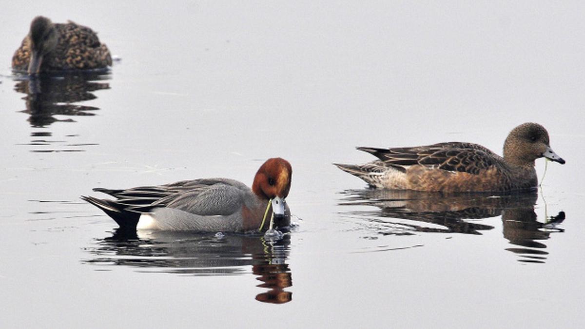 Early winter surprise at Okhla Bird Sanctuary - The Hindu