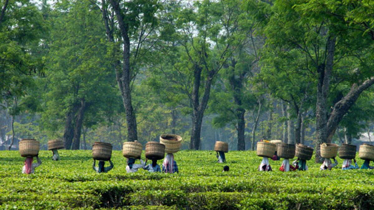 Tea Garden Assam Sex Porn - Climate change affecting Assam tea growers - The Hindu