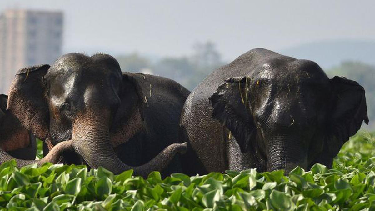 NGT notice to Assam on garbage dumping on wetland