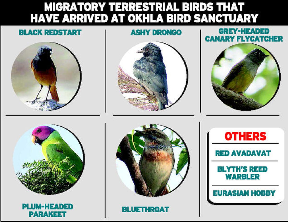 Terrestrial migratory birds arrive at Okhla Bird Sanctuary - The Hindu