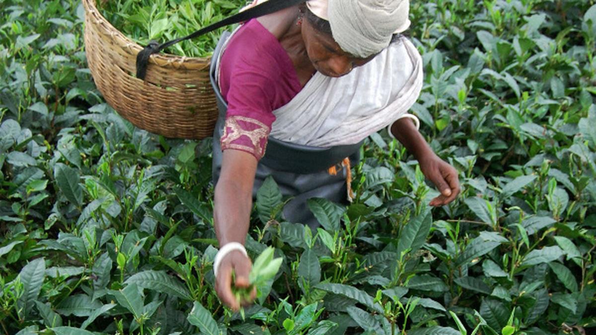 Tea Board of India defers plant protection code The Hindu