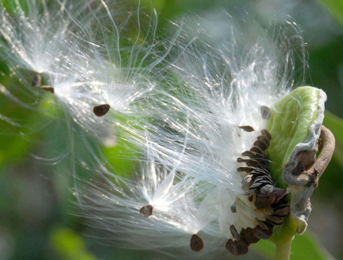 Cotton Seed Dispersal