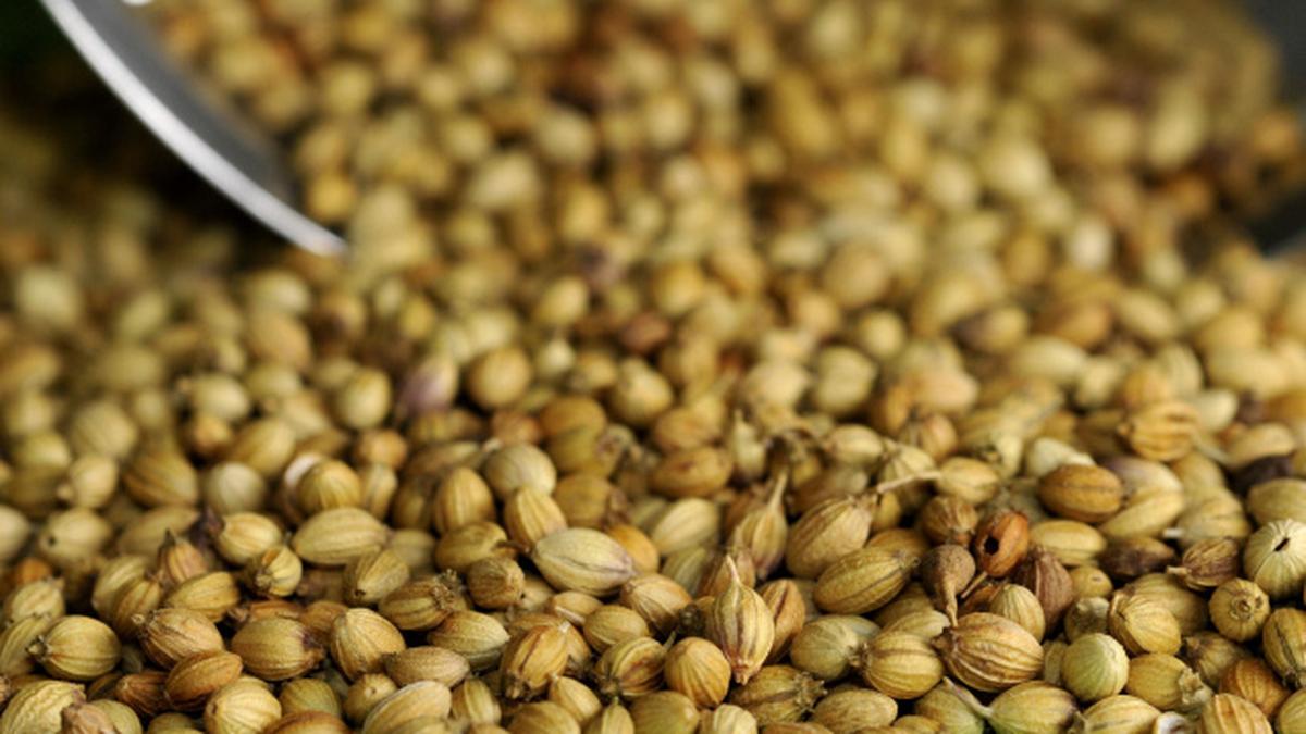 Coriander the wonder herb The Hindu