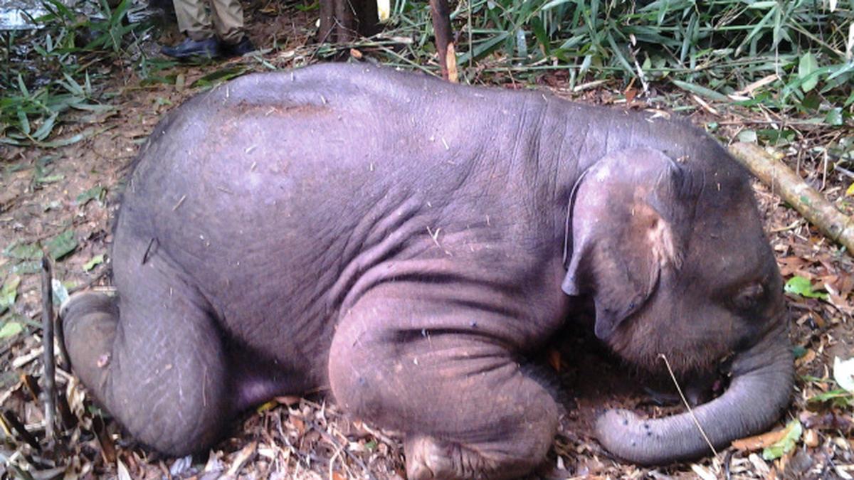 Herpes confirmed as cause of elephant calf’s death The Hindu