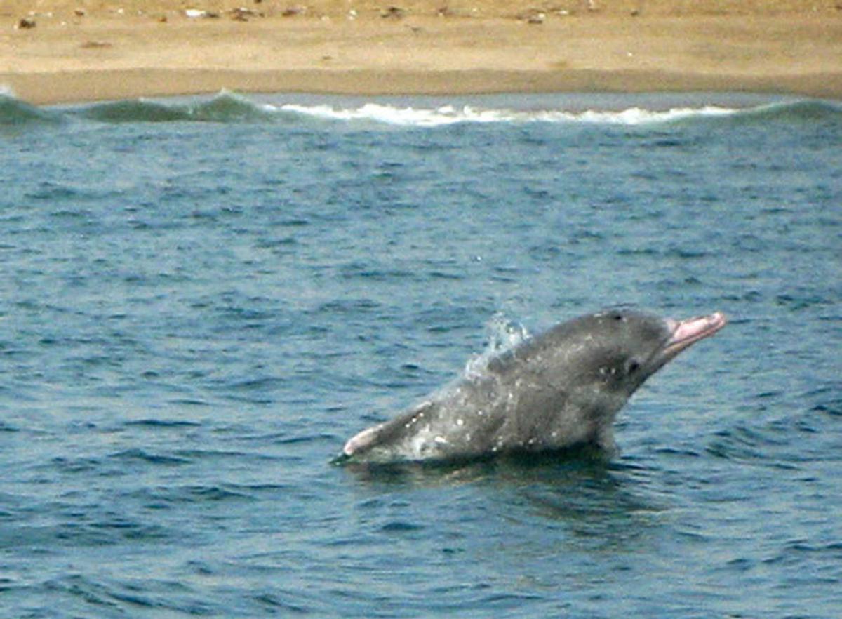 चेन्नई के करीब मुदलियार कुप्पम के पास एक इंडो-पैसिफिक कूबड़ वाली डॉल्फ़िन की तस्वीर ली गई चेन्नई के करीब मुदलियार कुप्पम के पास एक इंडो-पैसिफिक कूबड़ वाली डॉल्फ़िन की तस्वीर ली गई