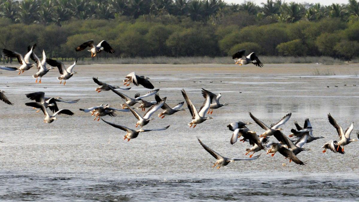 Where have all the birds disappeared? The Hindu