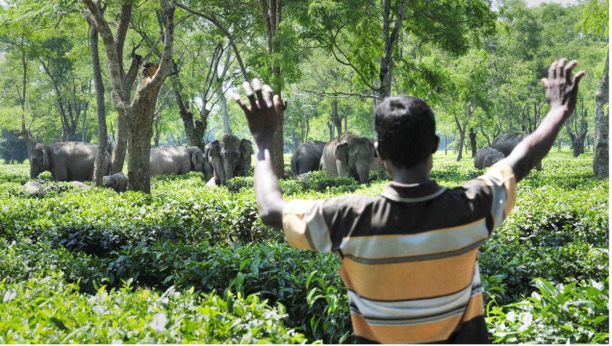 A villager trying to chase away a herd of wild elephants resting in Bholaguri tea garden in Sonitpur district, September 2014.