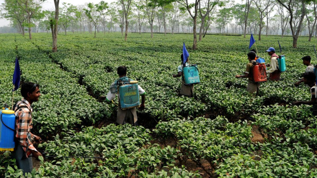 Unilever initiates study for reducing pesticides in tea production in