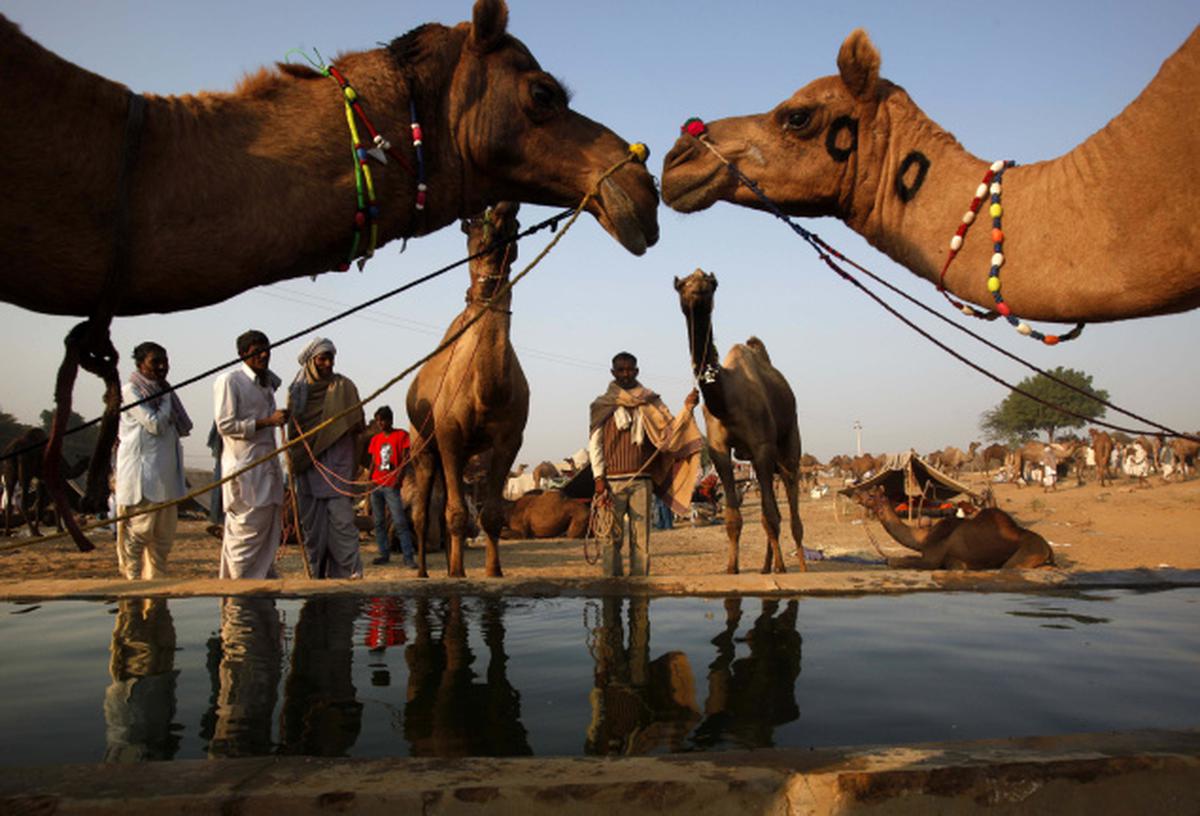 Camel made Rajasthan State animal - The Hindu