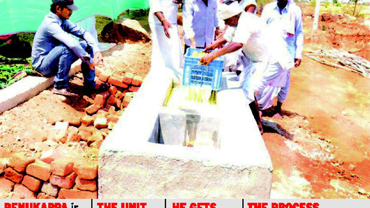 Think raisins when grapes go sour The Hindu