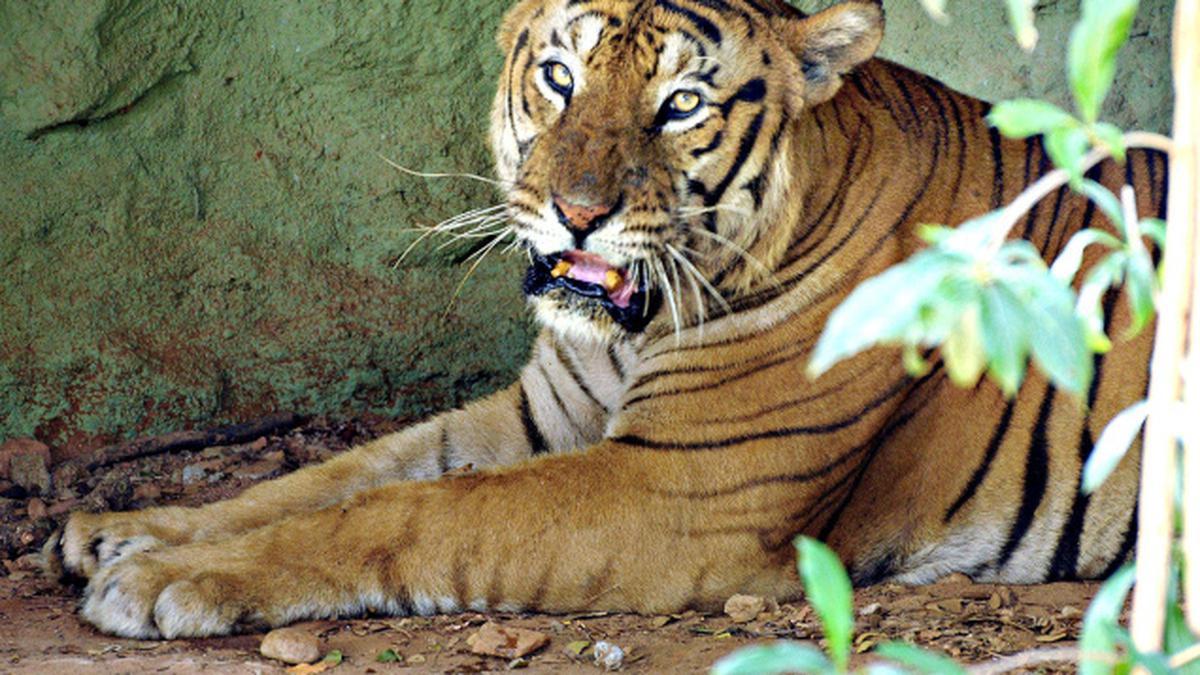 Captured Bandipur tiger on display in Mysore zoo - The Hindu