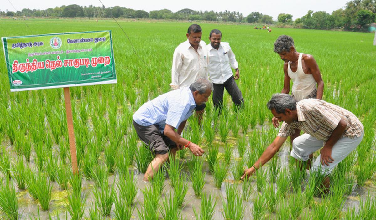 Success is in the air - Rice Farming