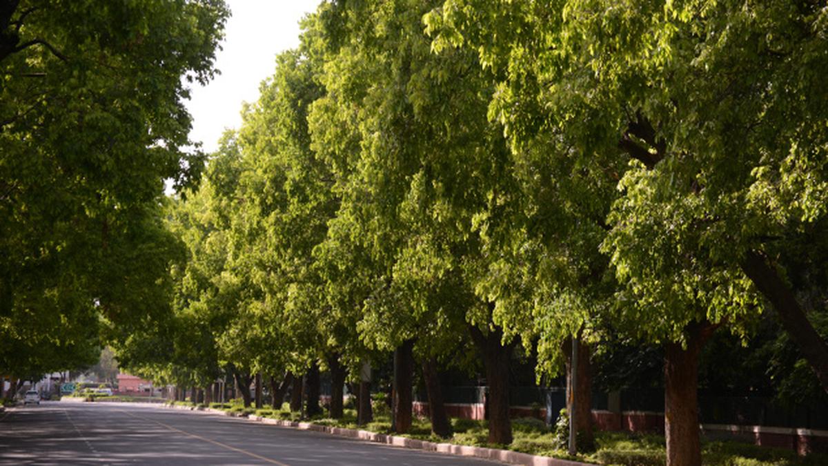 Delhi’s green cover rises The Hindu