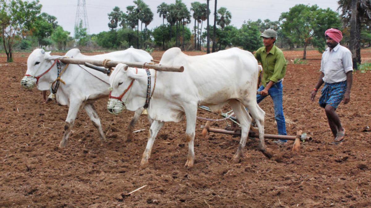 Picking up basics of farming the hard way - The Hindu