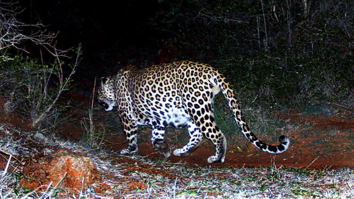 Camera captures leopard movement - The Hindu