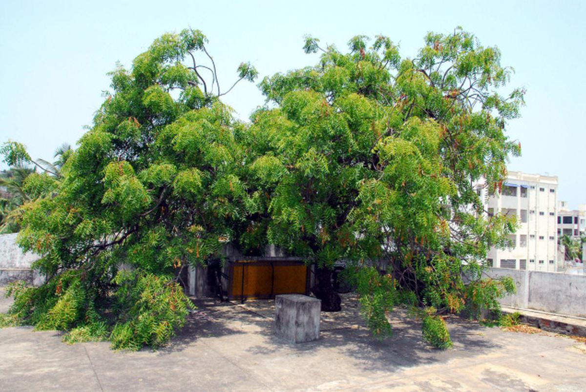 Civil engineer builds house around neem tree - The Hindu