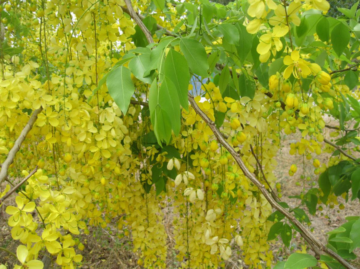 Amaltas — The golden shower tree : The Tribune India