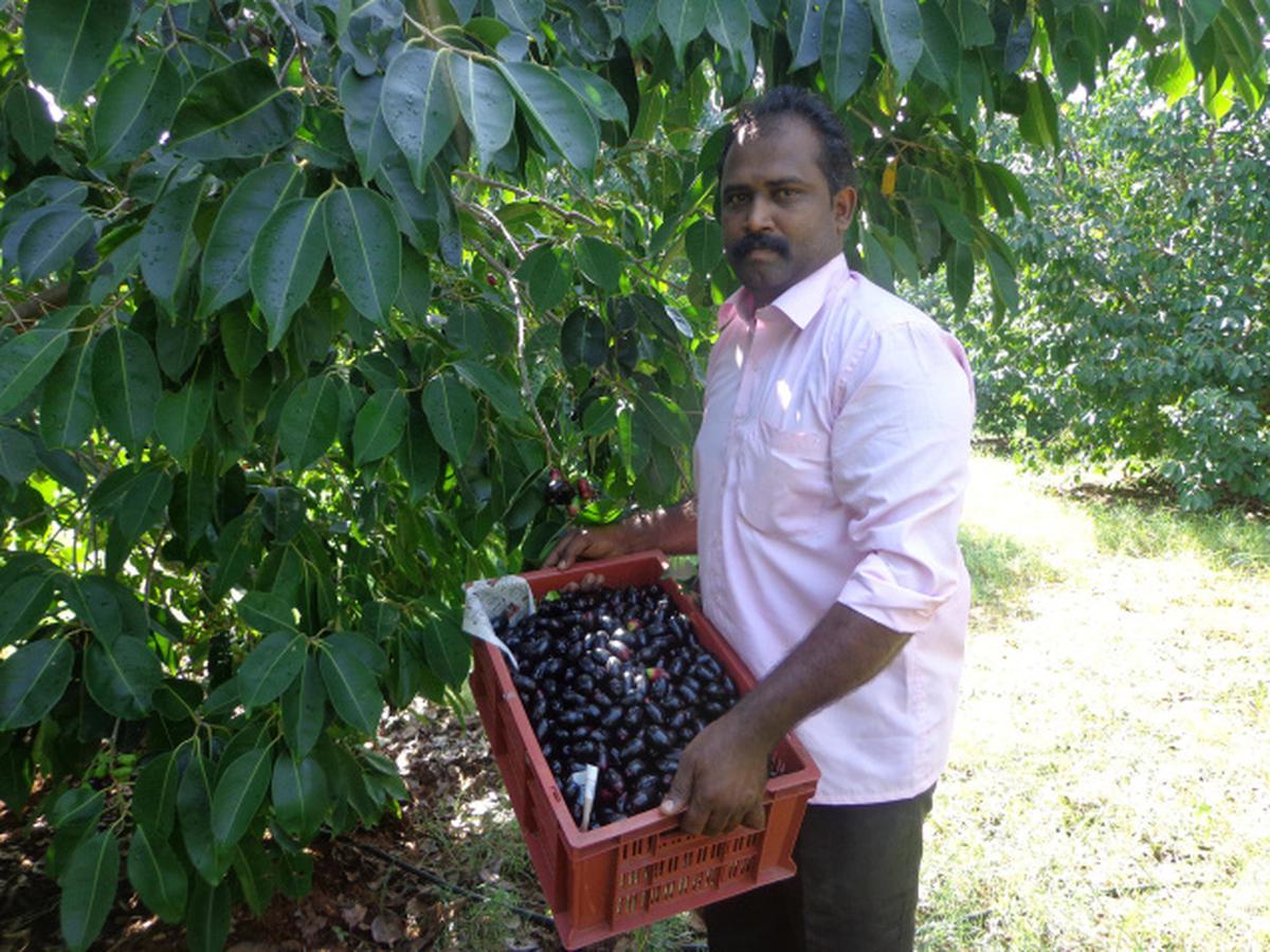 a short variety jamun cultivation fetches good rewards - the hindu