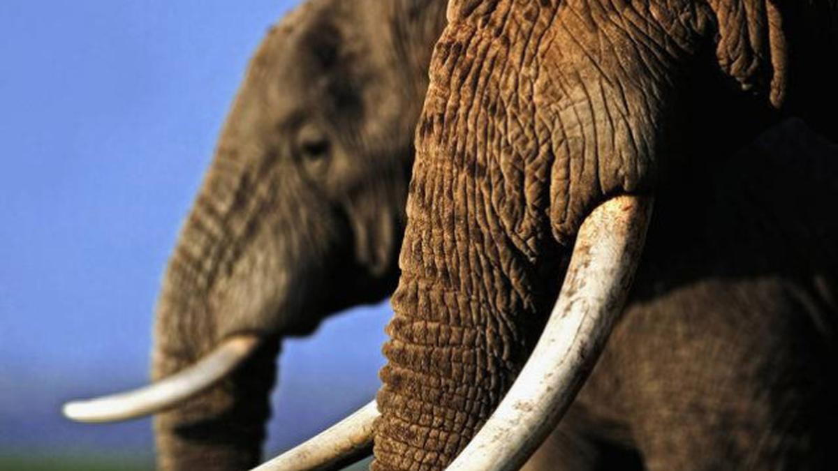 20,000 African elephants killed for ivory in 2013 The Hindu
