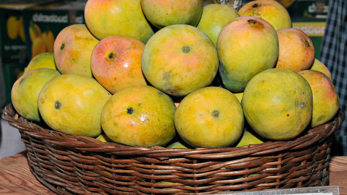 Europe can once again relish mangoes from Karnataka The Hindu