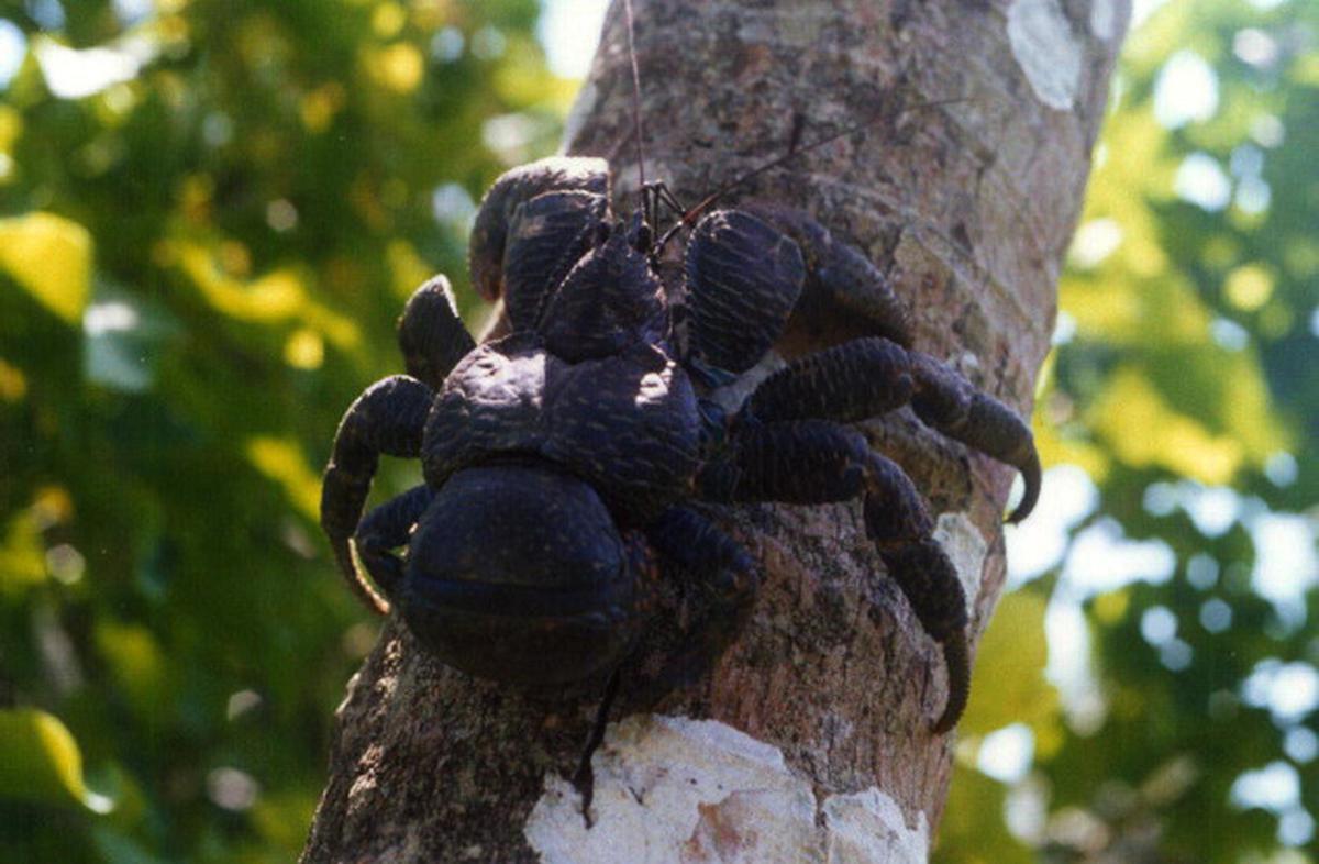 Giant Crab Spider On Trash Can