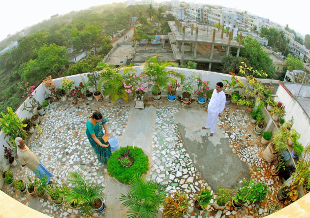 Terrace cultivation catching up in Ongole - The Hindu