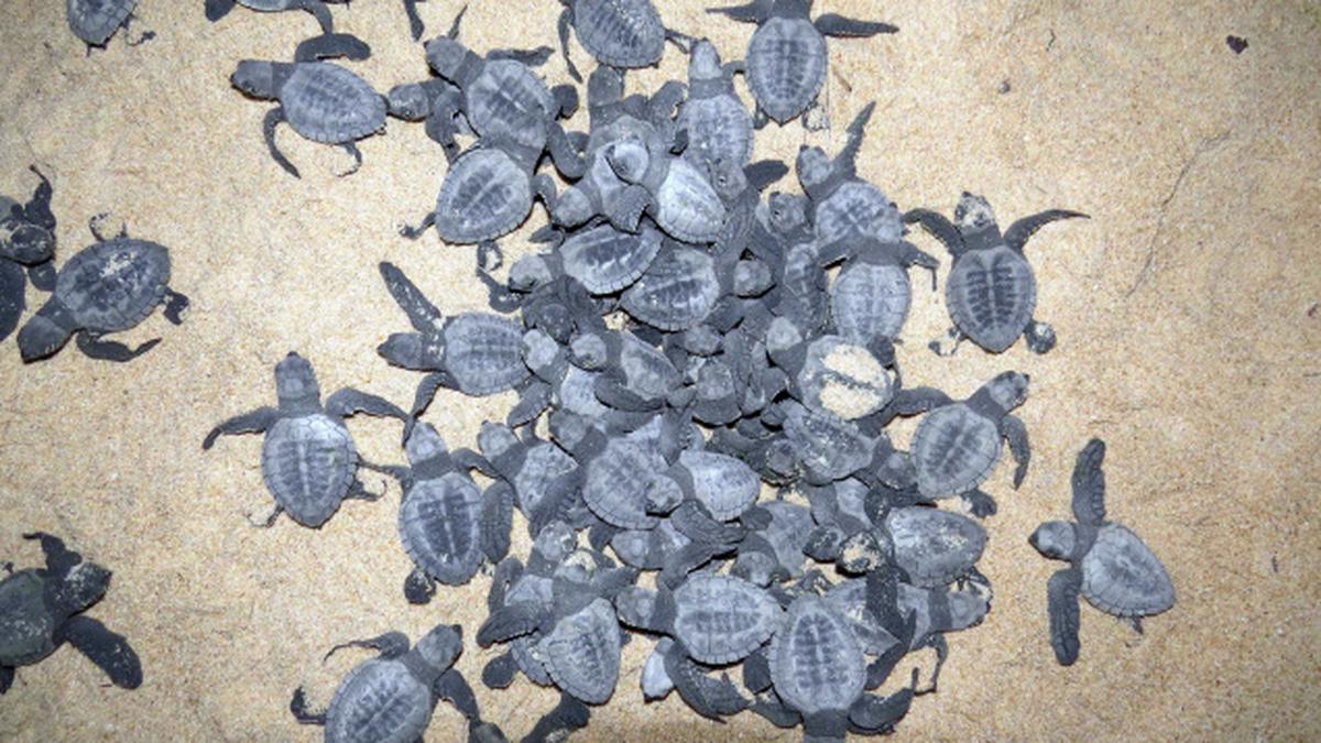 Six lakh Olive Ridley hatchlings find their way to the sea - The Hindu