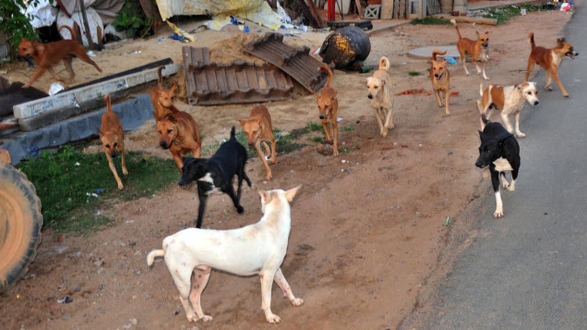 Municipality takes measures to combat stray dog menace - The Hindu