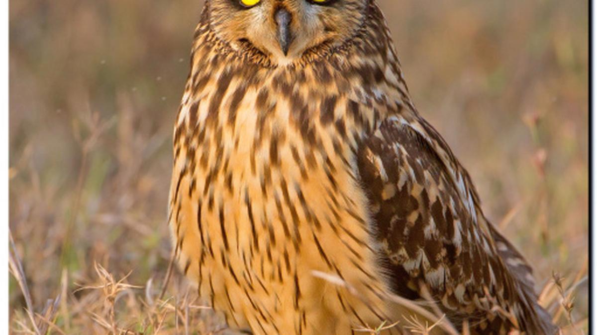 Rare sighting of owl species The Hindu