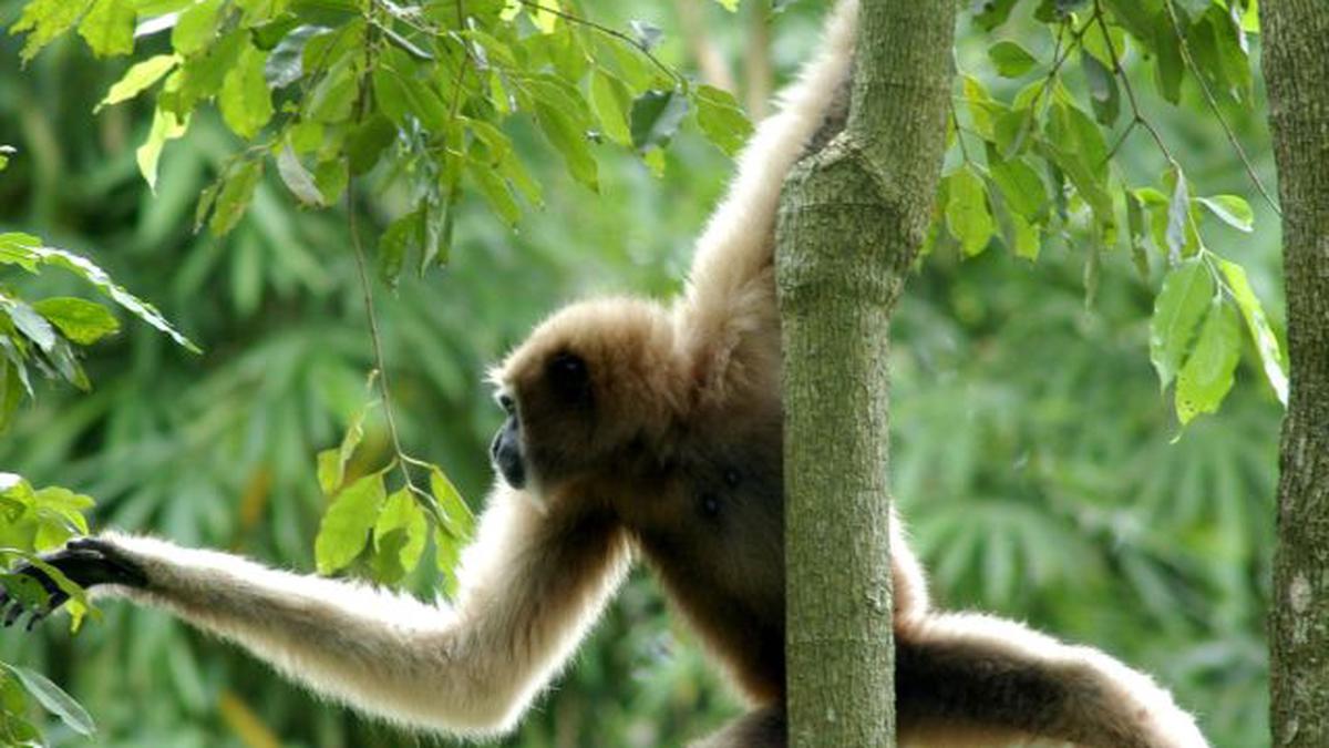 Family of gibbons translocated to Arunachal #39 s Mehao sanctuary The Hindu