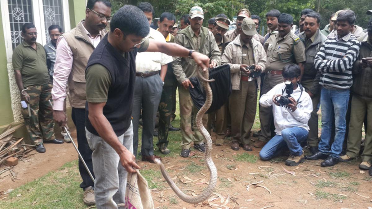 ‘Man-snake encounters on the rise in The Nilgiris’ - The Hindu