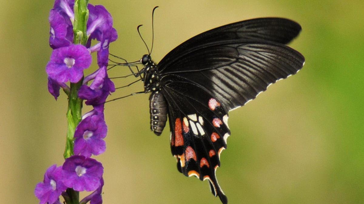 Study shows butterflies bedazzle predators and escape