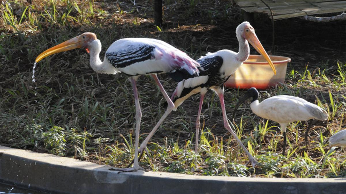 Grey pelican brings a dash of colour to Pilikula Biological Park - The ...