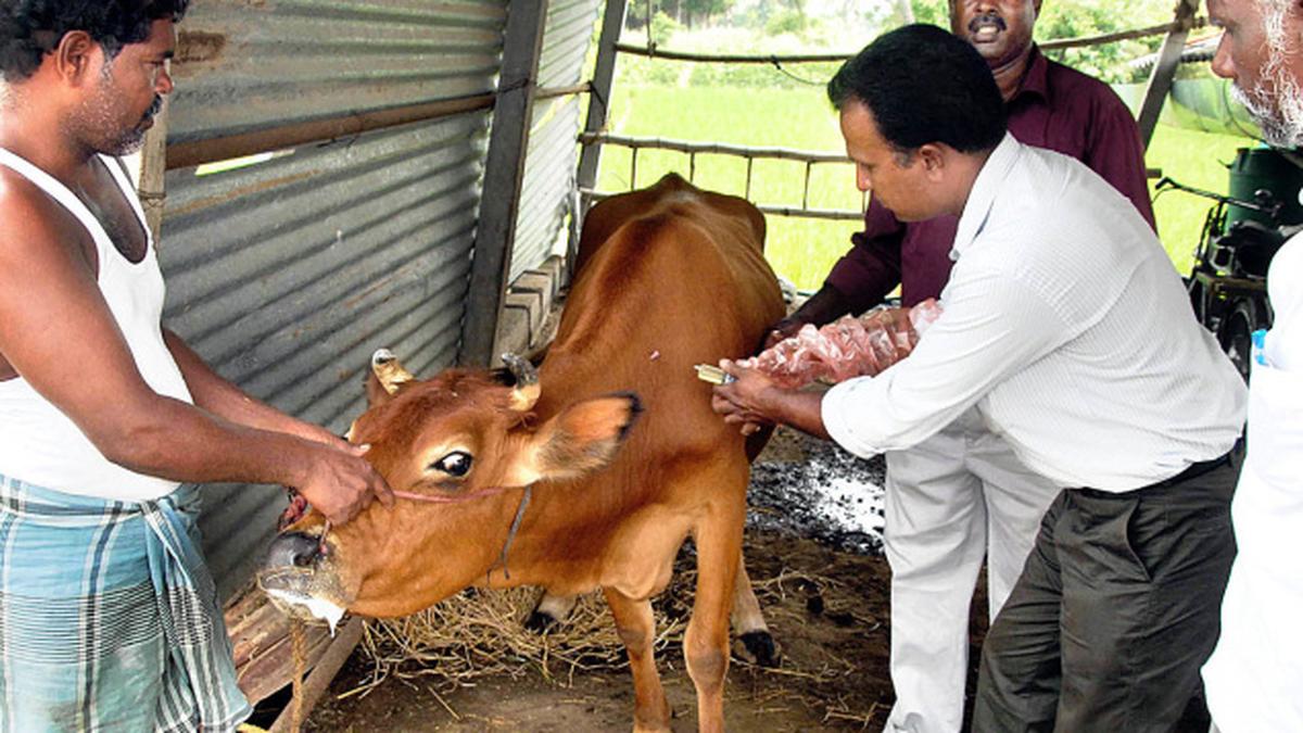 3.29 lakh cattle to be vaccinated for FMD The Hindu