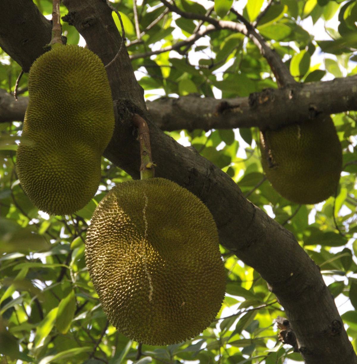 Season for jackfruit tales The Hindu