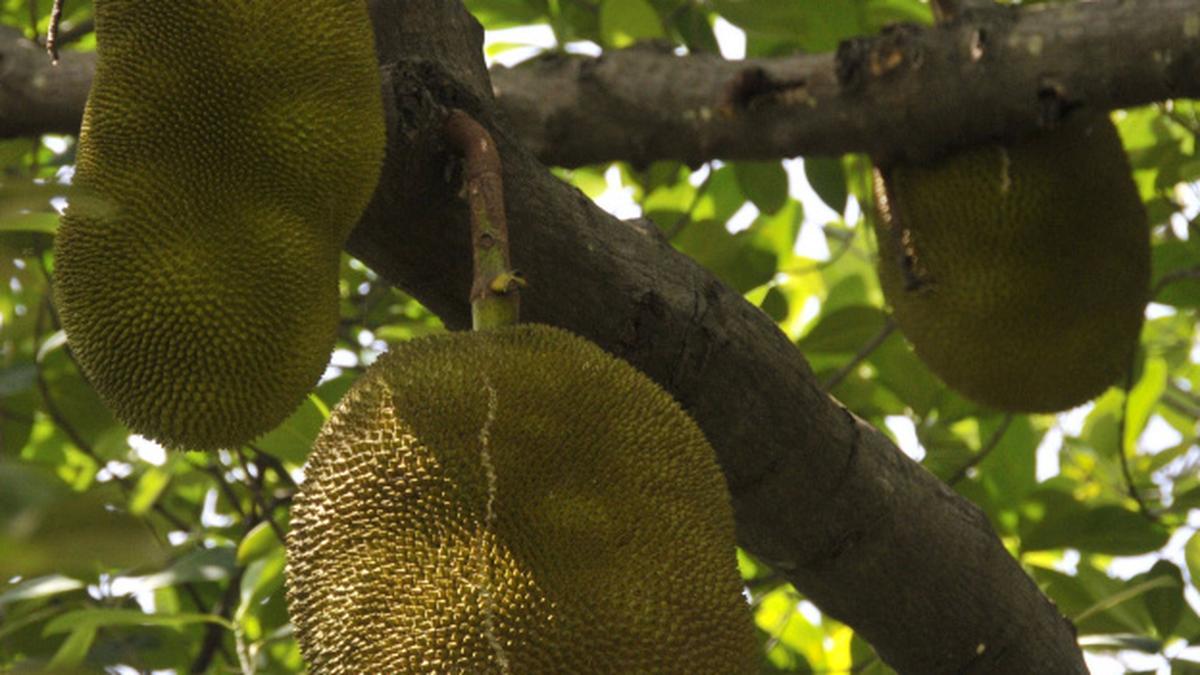 Season for jackfruit tales The Hindu