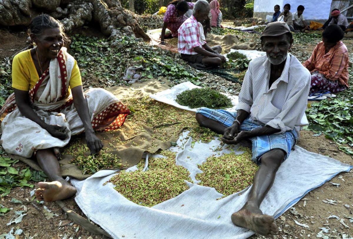 Clove Tree Plantation