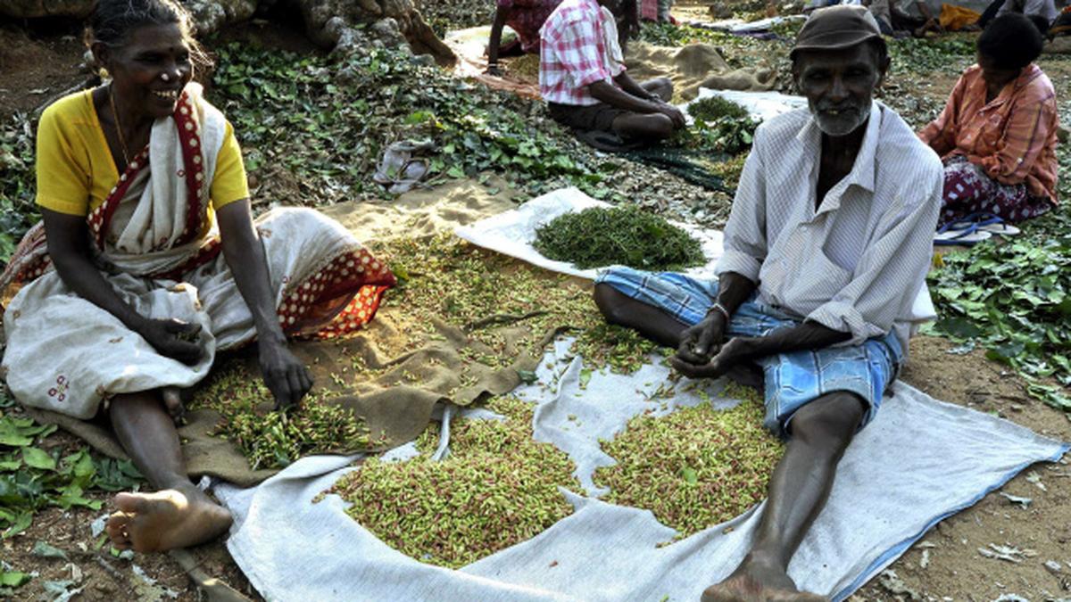Cloves add flavour to the season The Hindu