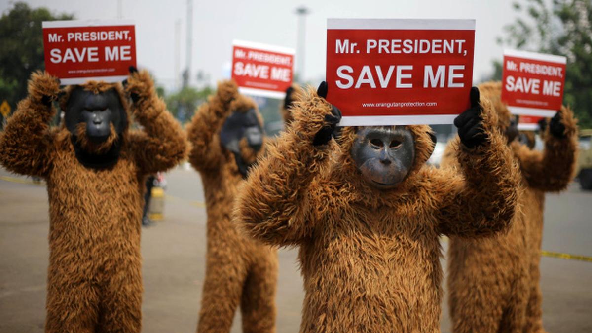 How oil palm could kill orangutans The Hindu