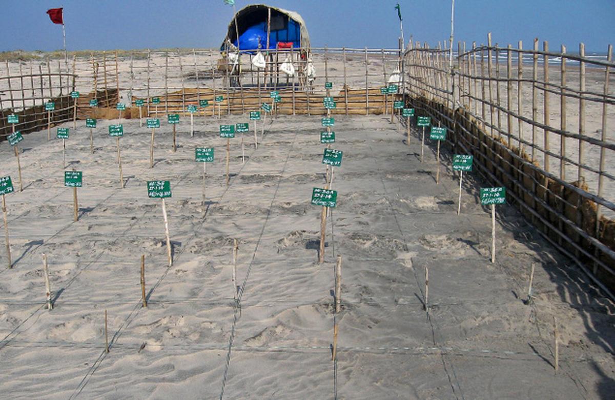 Securing Olive Ridleys, the rookery way The Hindu