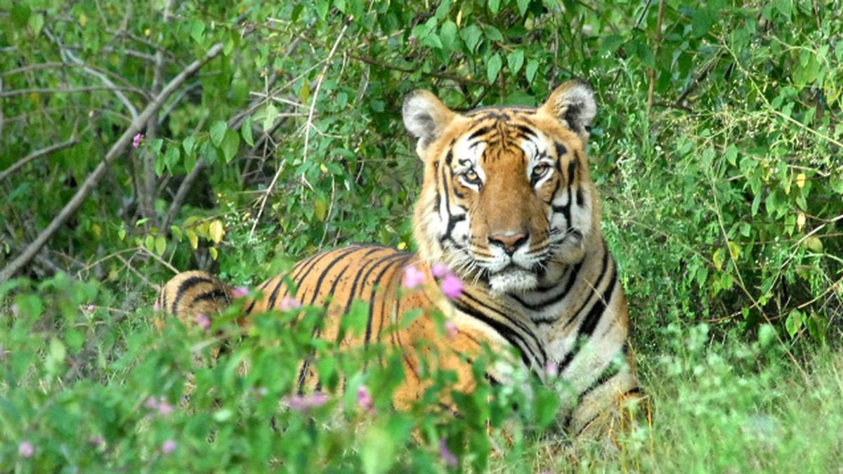 Injured Tiger Trapped In Maddur Range Of Bandipur Forest - The Hindu