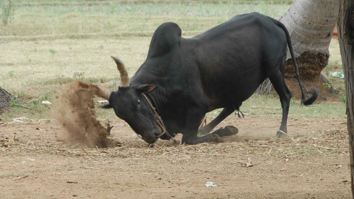 Battle lines drawn for jallikattu at Palakurichi - The Hindu