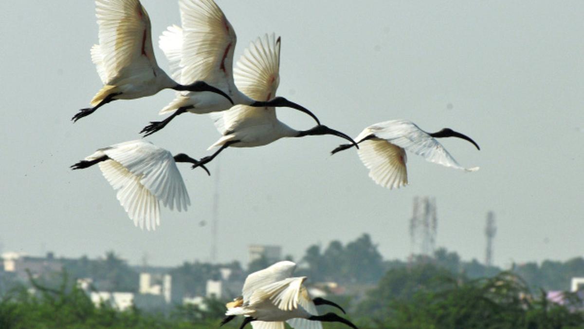 V for efficiency bird formations explained The Hindu