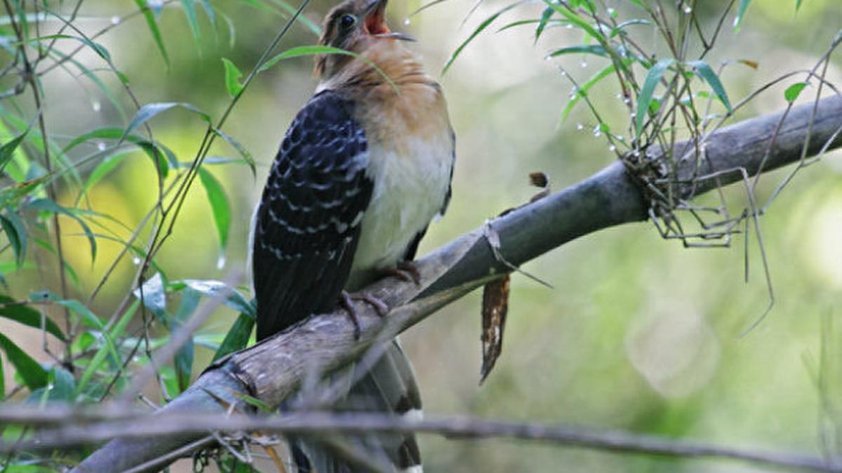 Avian Super Singers The Hindu