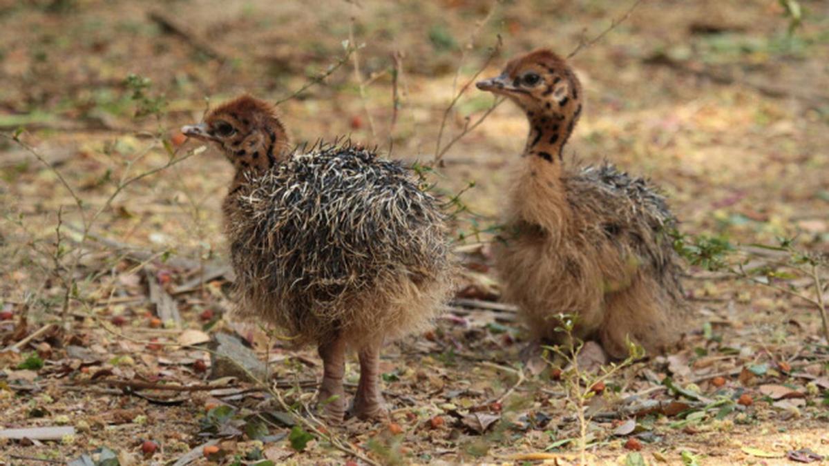 Two new baby ostriches at Vandalur zoo - The Hindu